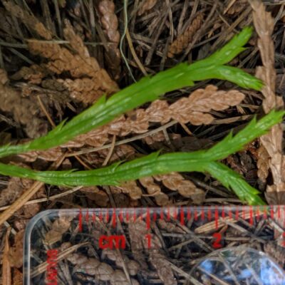 Ground-cedar – Diphasiastrum complanatum – Lycopodiaceae – Kaniksu National Forest – Wylie Knob Trail (9) (Diphasiastrum complanatum)