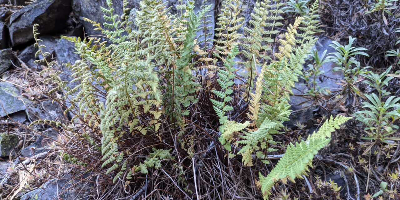 Woodsia scopulina