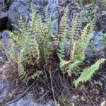 Woodsia scopulina