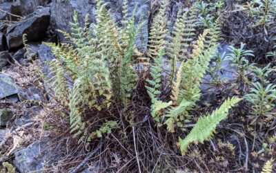 Woodsia scopulina