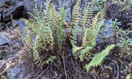 Woodsia scopulina