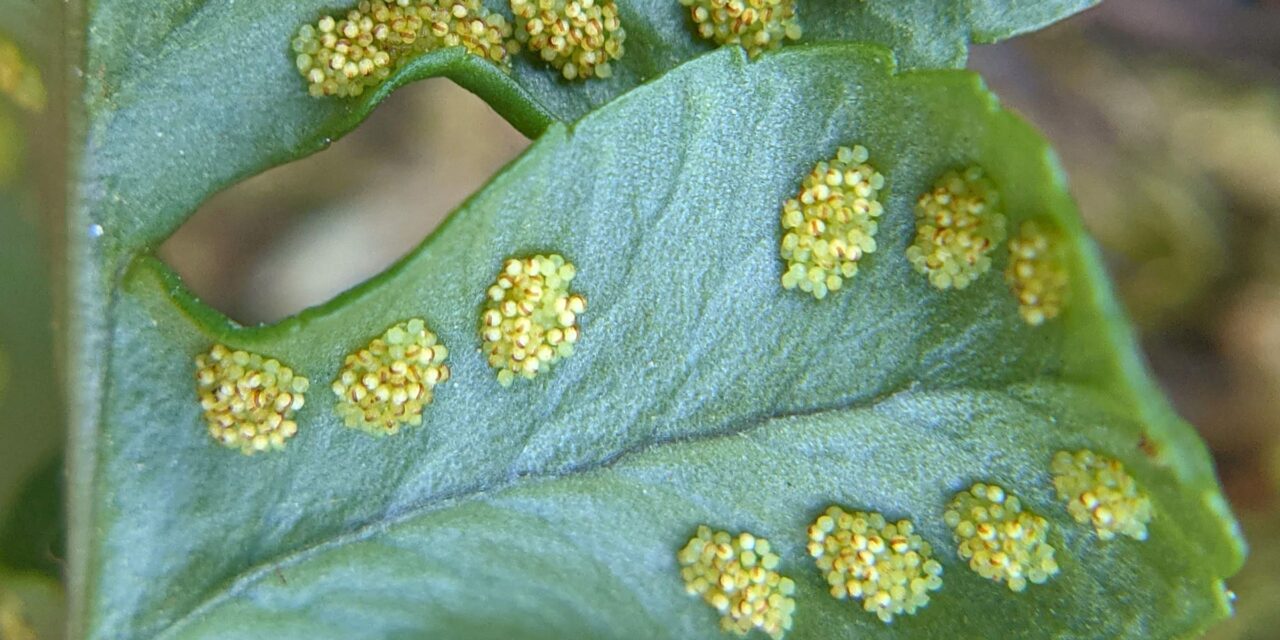 Polypodium hesperium