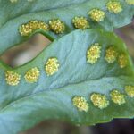 Polypodium hesperium