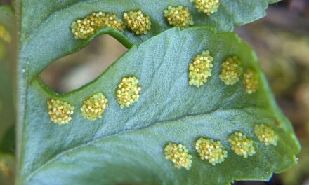 Polypodium hesperium