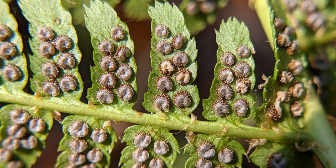 Dryopteris arguta