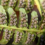 Dryopteris arguta