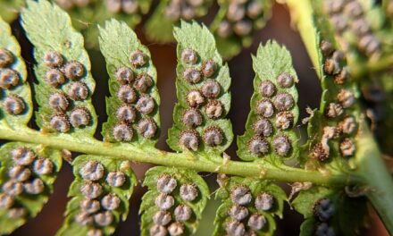 Dryopteris arguta