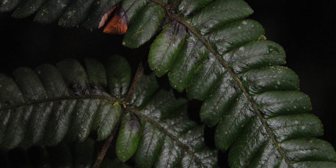 Steiropteris gardneriana