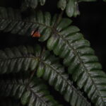 Steiropteris gardneriana