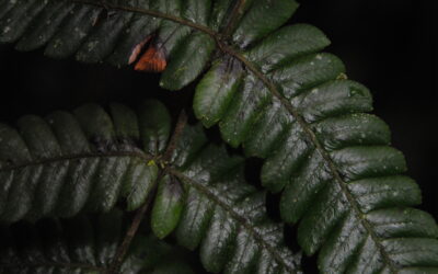 Steiropteris gardneriana