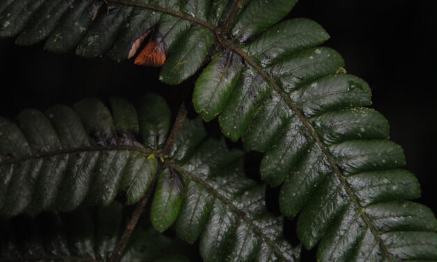 Steiropteris gardneriana