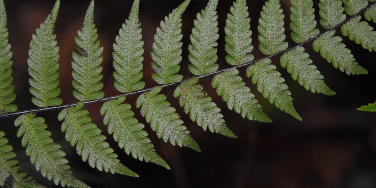 Amauropelta atrovirens