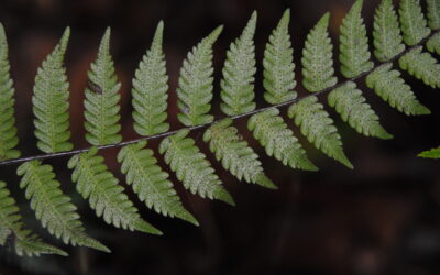 Amauropelta atrovirens