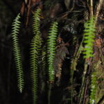 DSC_0111 (Terpsichore asplenifolia)