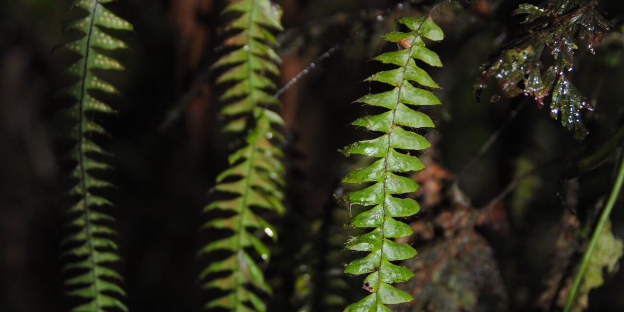 Terpsichore asplenifolia