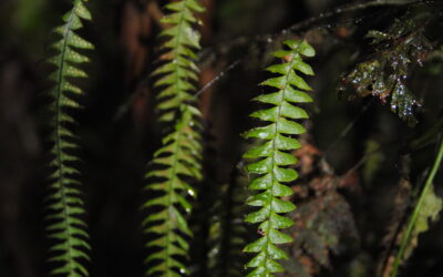 Terpsichore asplenifolia