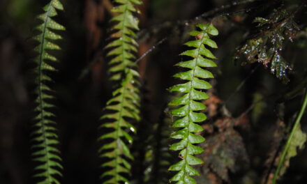 Terpsichore asplenifolia