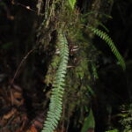 DSC_0175 (Ascogrammitis angustipes)