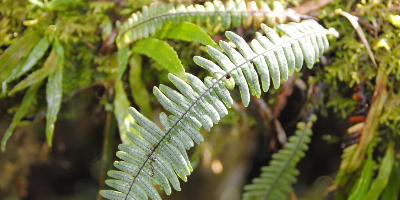 Ascogrammitis angustipes