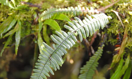 Ascogrammitis angustipes