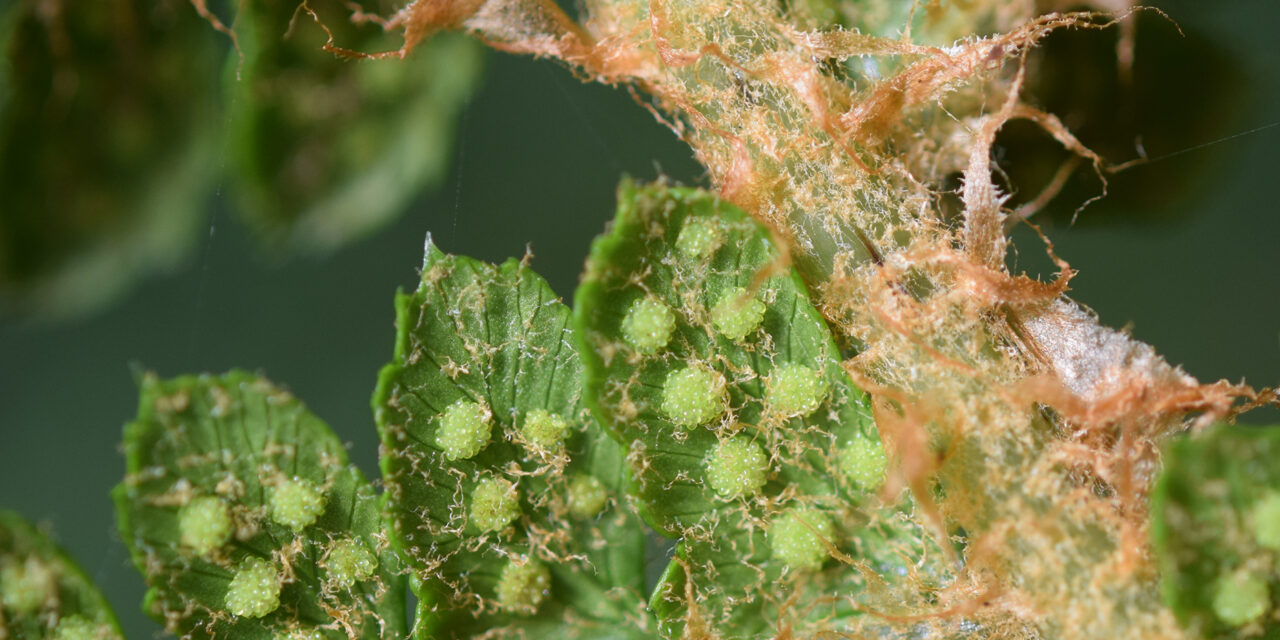 Polystichum cf. paramicola