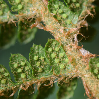 DSC_0203 (Polystichum cf. paramicola)