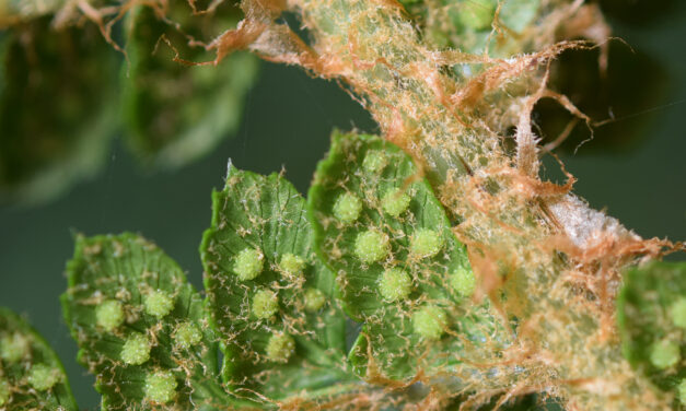 Polystichum cf. paramicola