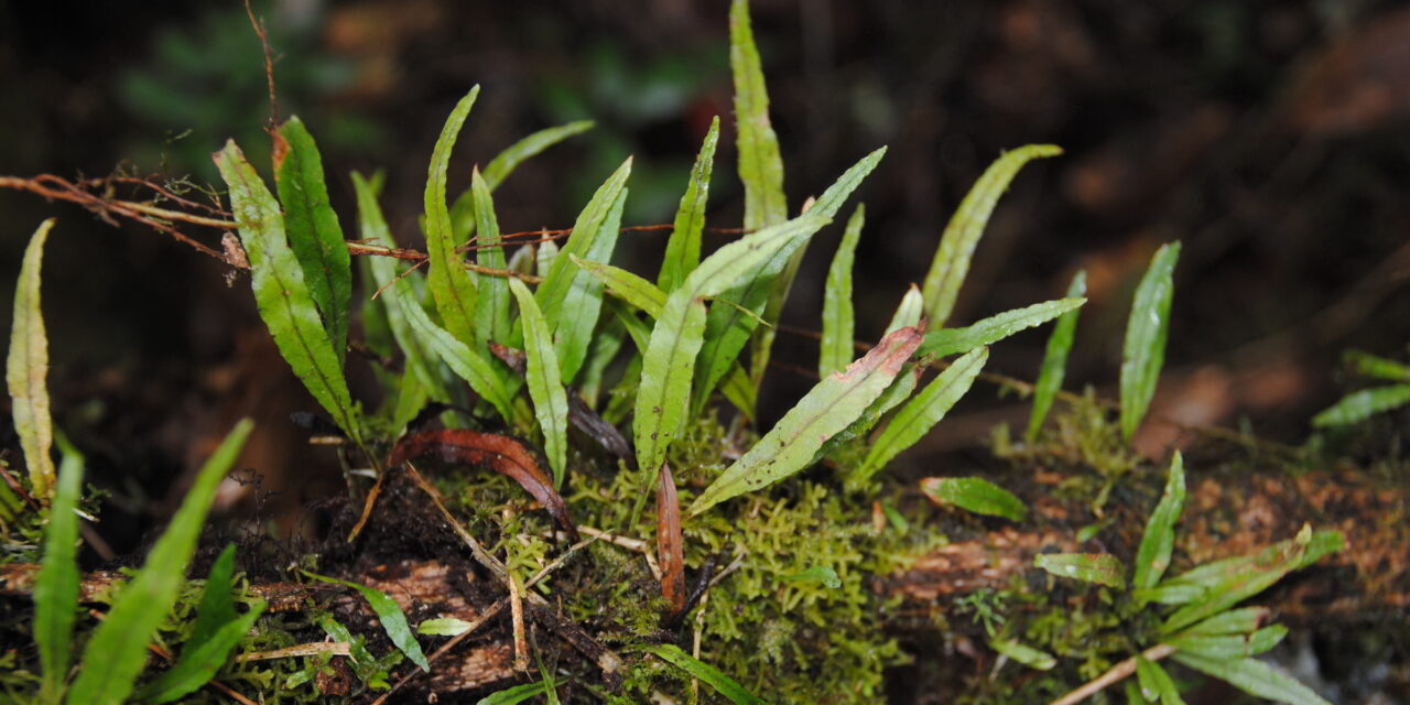 Elaphoglossum stenoglossum