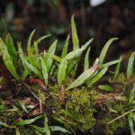 Elaphoglossum stenoglossum
