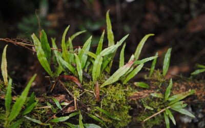 Elaphoglossum stenoglossum