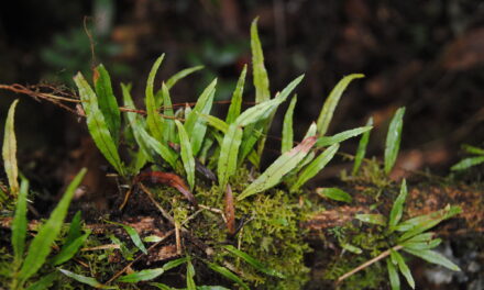 Elaphoglossum stenoglossum