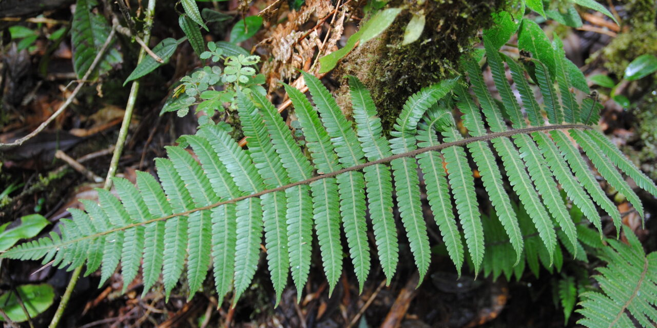 Steiropteris leprieurii, s.l.