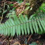 Steiropteris leprieurii, s.l.