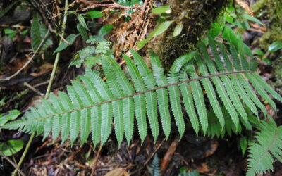 Steiropteris leprieurii, s.l.