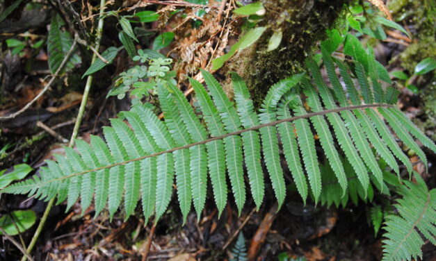 Steiropteris leprieurii, s.l.