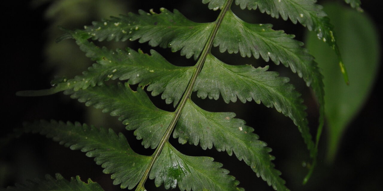 Asplenium pululahuae