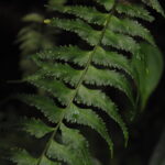 Asplenium pululahuae