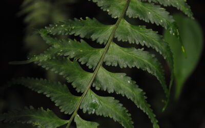 Asplenium pululahuae