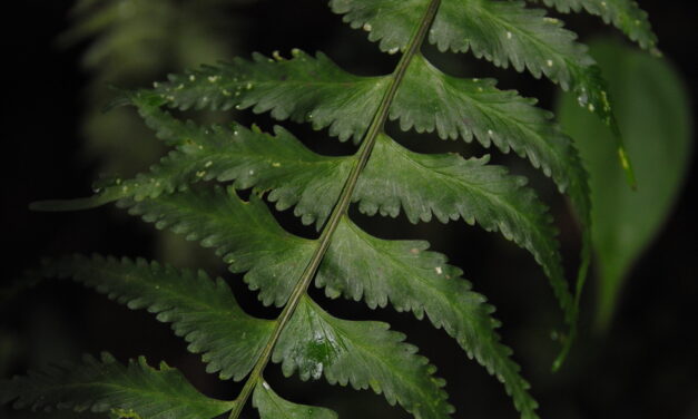 Asplenium pululahuae