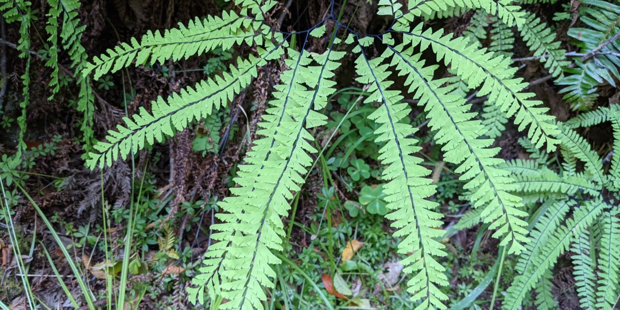 Adiantum aleuticum