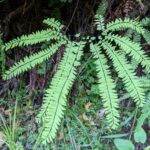 Adiantum aleuticum