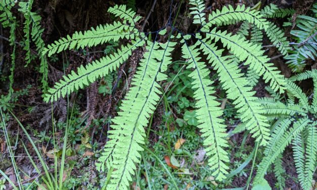 Adiantum aleuticum