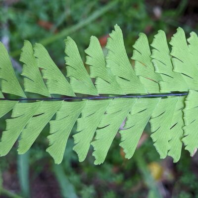 Five finger fern – Adiantum aleuticum – Pteridaceae – Willow Creek (3) (Adiantum aleuticum)