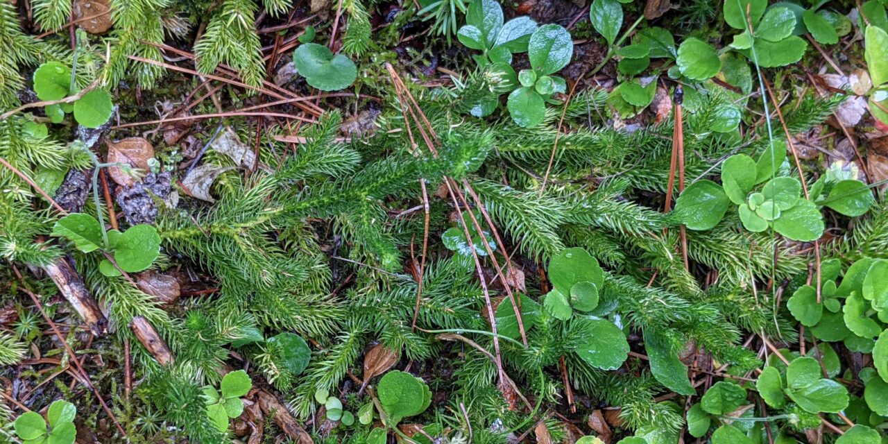 Lycopodium clavatum