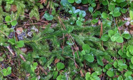 Lycopodium clavatum