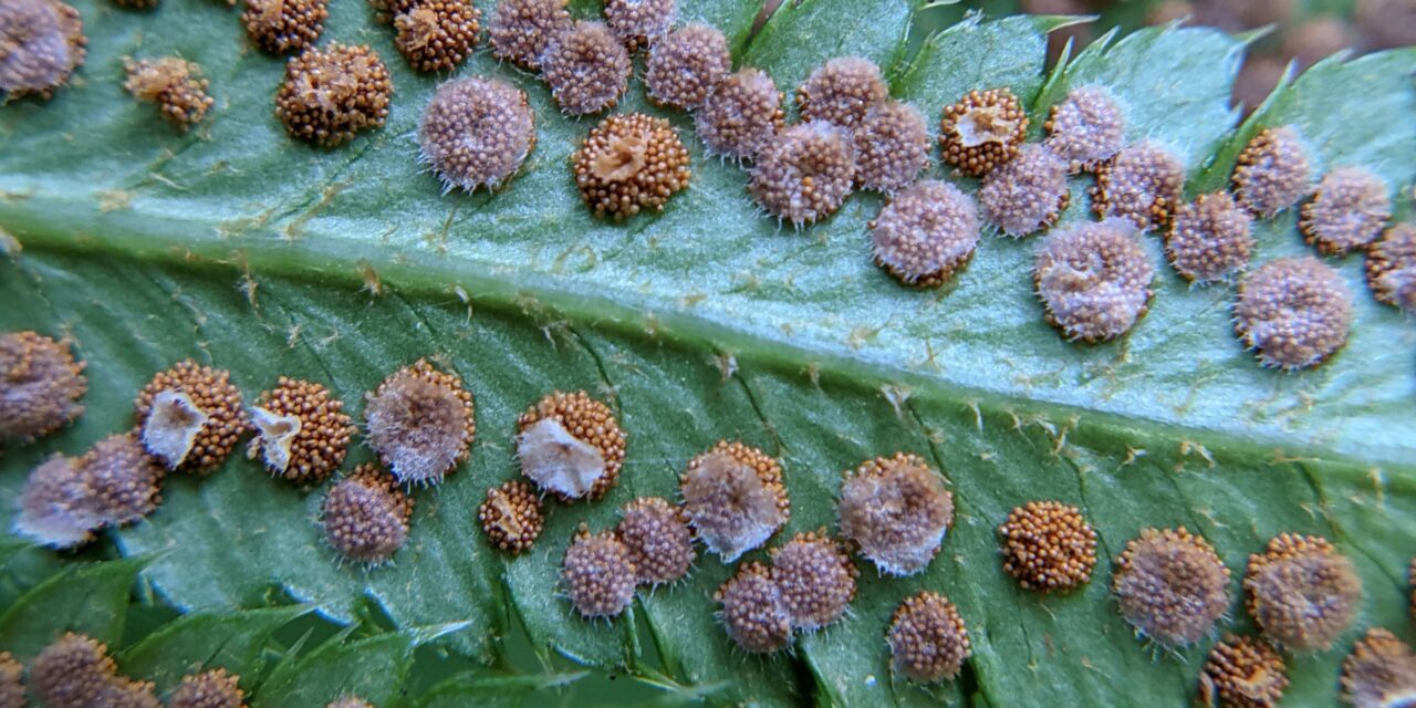 Polystichum munitum