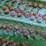 Polystichum munitum