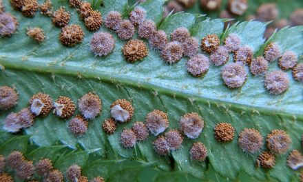 Polystichum munitum