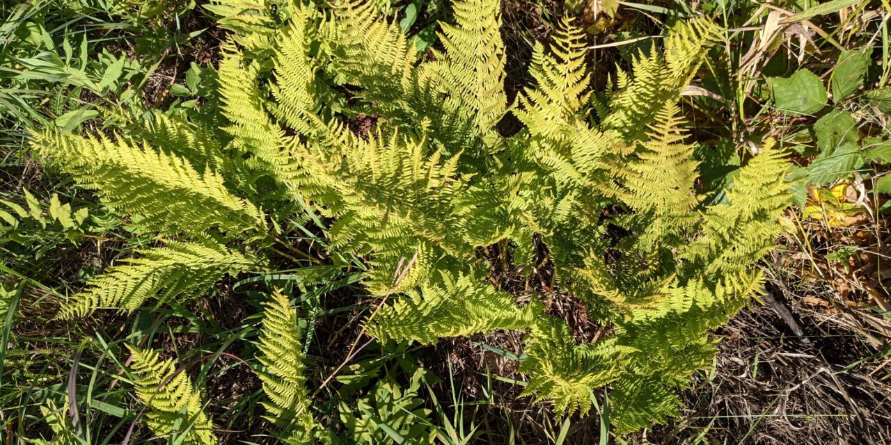 Athyrium filix-femina s.l.