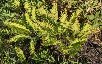 Athyrium filix-femina s.l.